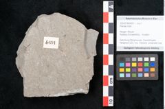 Foto (Objekt + Etikett) von Plantae indet.  (NHMW-GEO-2024-0188-6691)